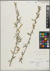 Foto von Salix linearifolia E. L. Wolf
